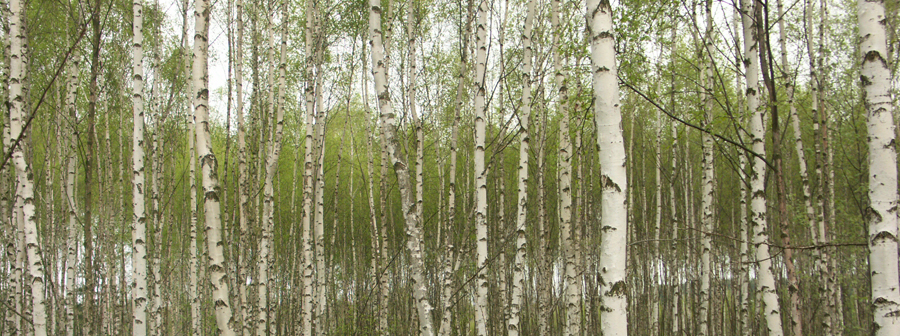Birch water from birth trees