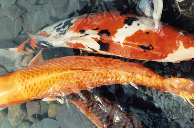 Feng Shui Fish Koi Carp