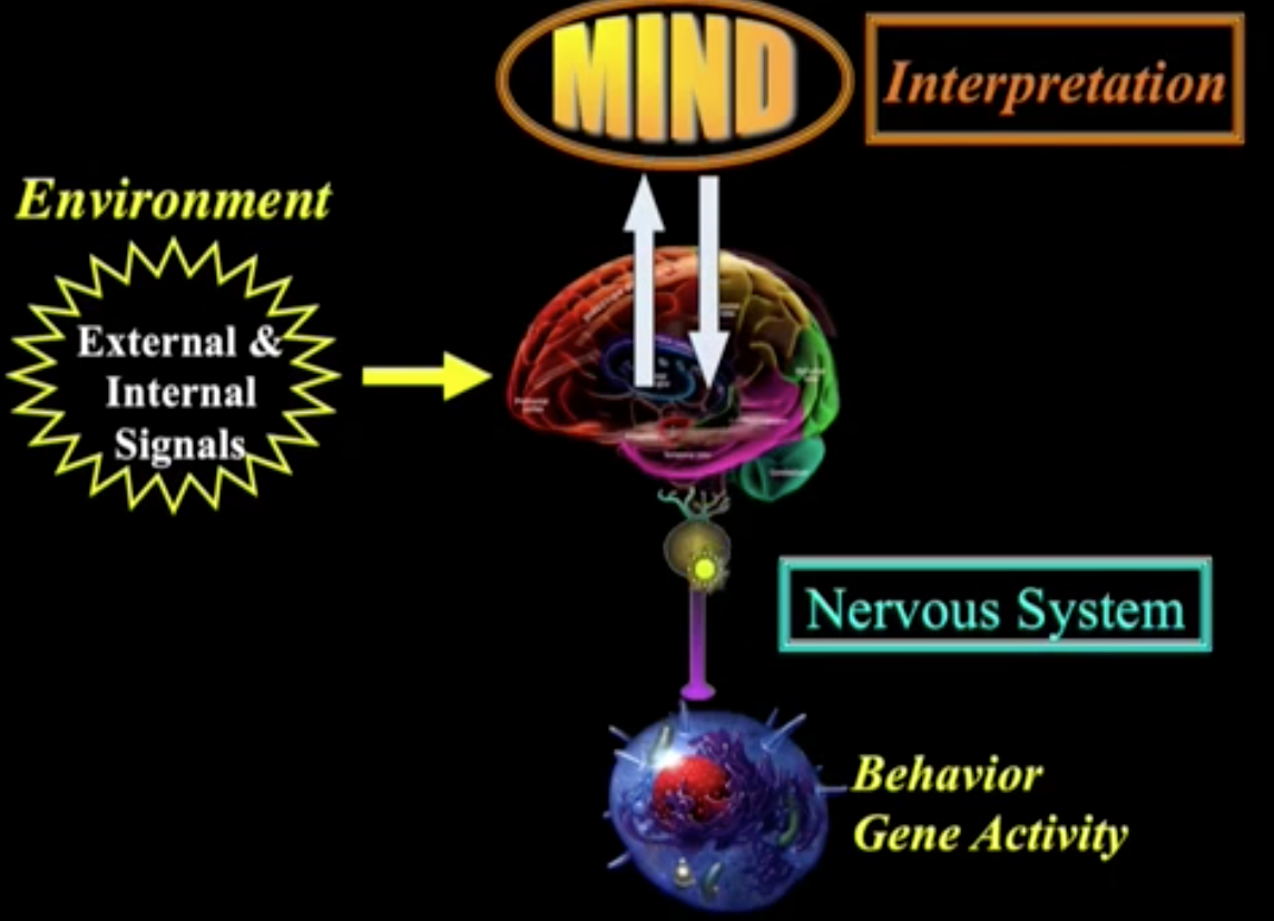What is Chi / Qi / Prana / Life force? How feng shui works and how